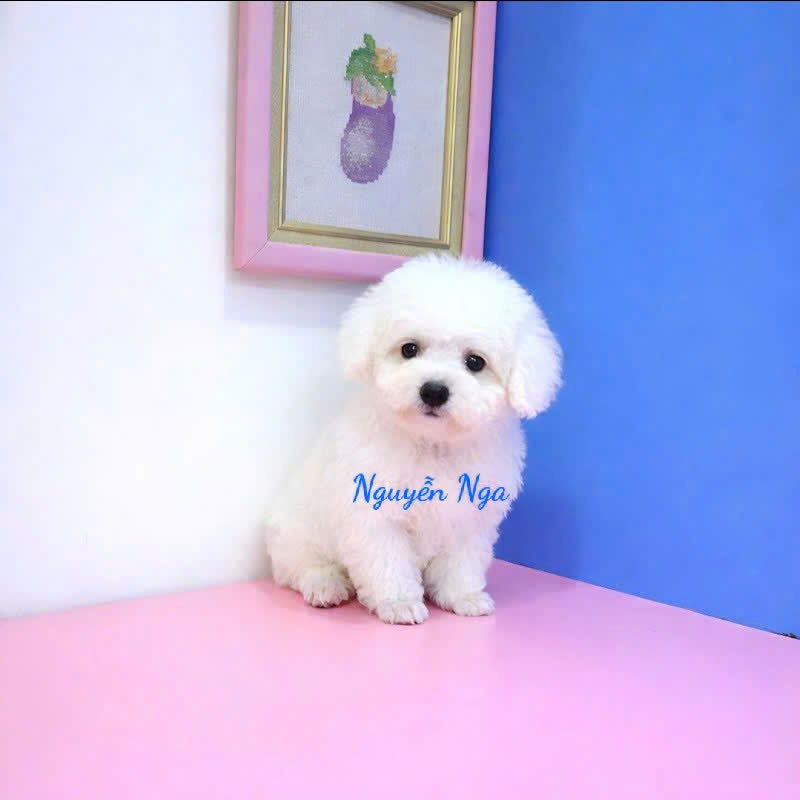 Chó Poodle - PD 18106
